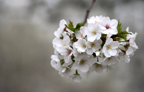 Picture flowers, branches, cherry, spring, Sakura, white, grey background, flowering