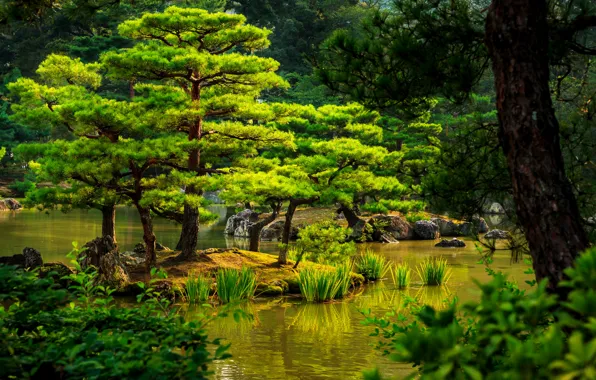 Picture greens, trees, pond, the reeds, stones, Japan, garden, Kyoto