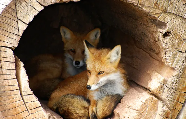 Picture trunk, foxes, shelter