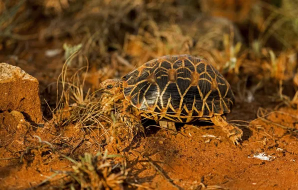 Sand, grass, light, nature, earth, pattern, turtle, walk