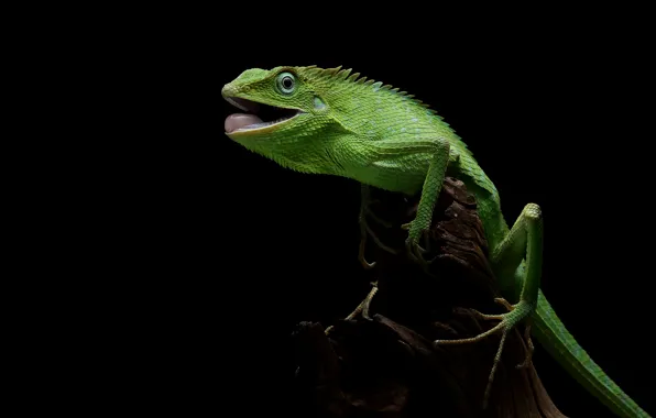Language, look, stump, lizard, black background, green