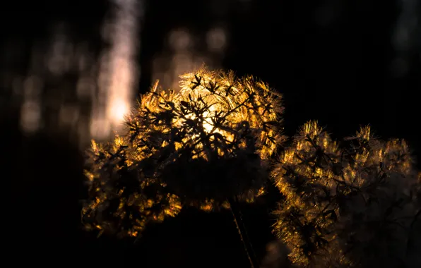 Light, Winter, Sun, Golden, Macro, Forest, Rays, Dusk
