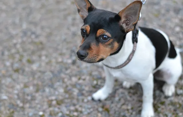 Picture dog, puppy, Danish-Swedish farmdog