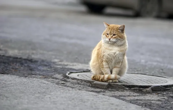 Cat, look, street