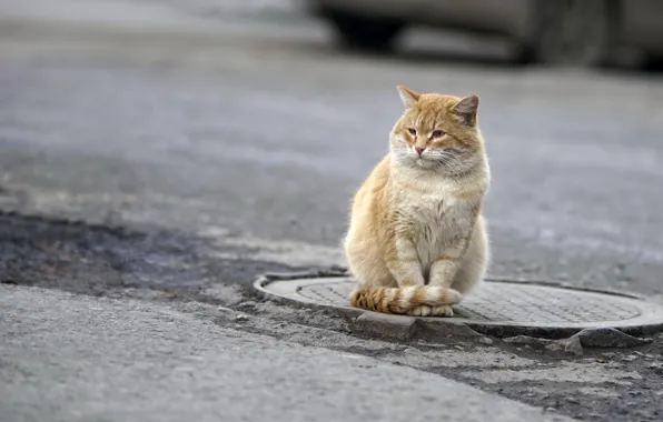 Picture cat, look, street