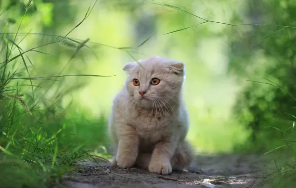 Greens, cat, background, kitty