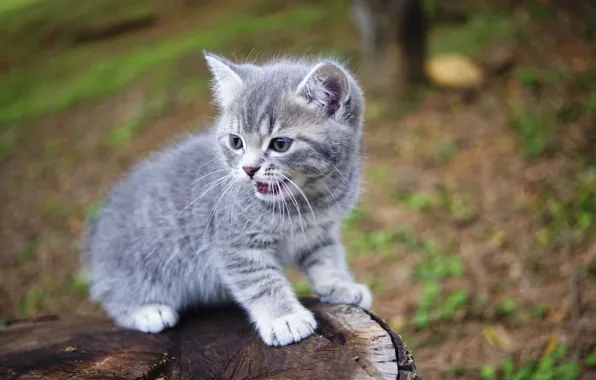 Picture sweetheart, baby, kitty