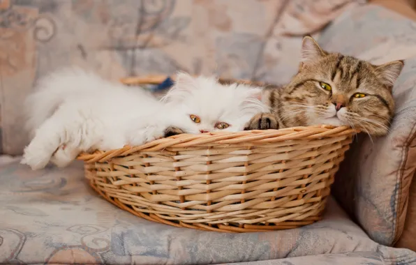 Picture basket, pers, kitty