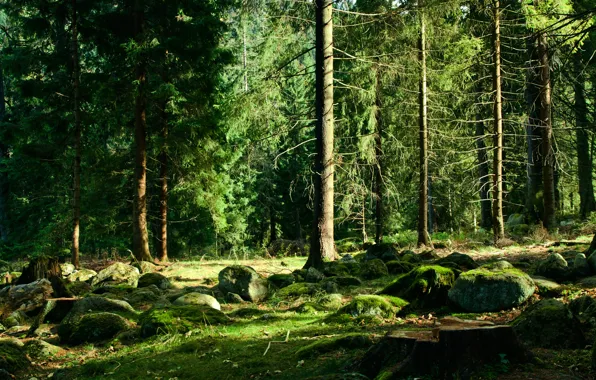 Forest, trees, stones, moss