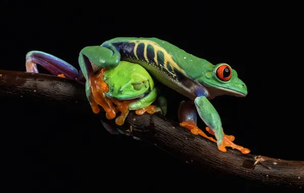 Picture look, macro, branches, pose, green, two, frog, pair