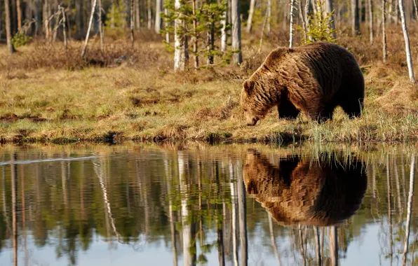 Picture forest, water, trees, nature, reflection, shore, bear, bear