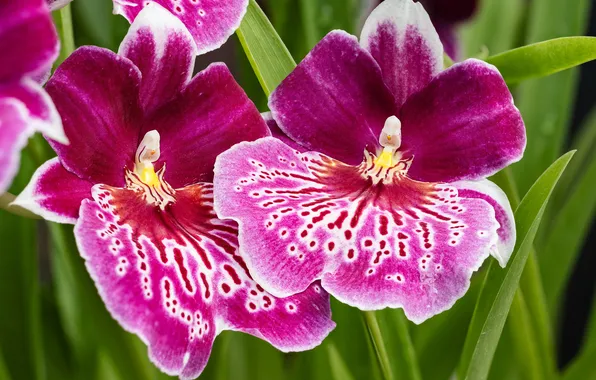 Flowers, orchids, pink Orchid