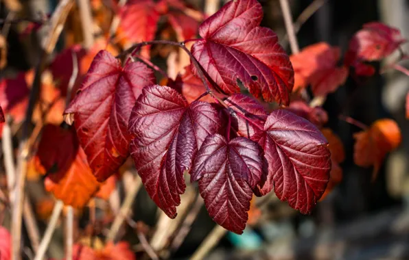 Autumn, foliage, Bush, branch, red, autumn leaves, Burgundy, the crimson