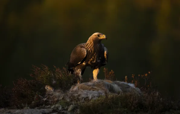 The dark background, bird, predatory