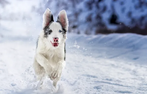 Winter, look, snow, each, dog