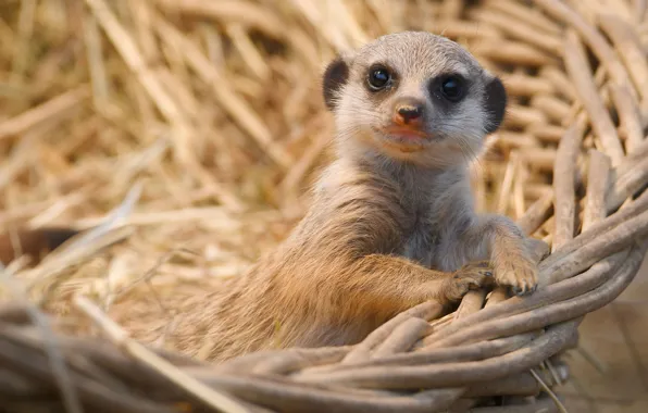 Look, portrait, baby, face, basket, cub, bokeh, meerkat