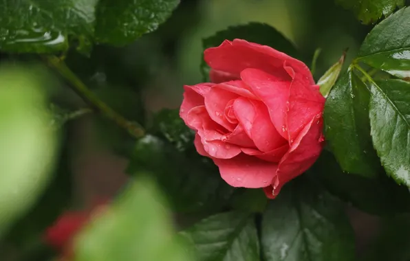 Flower, leaves, drops, branches, rose, red, green background