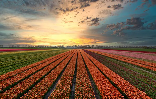 Field, the sky, clouds, flowers, strip, view, spring, dal