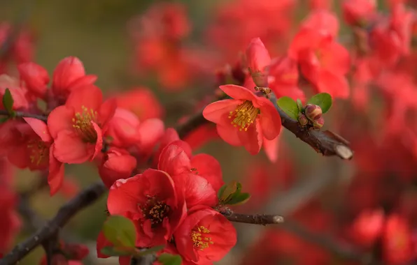 Flowers, branches, branch, spring, red, flowering, bokeh, quince