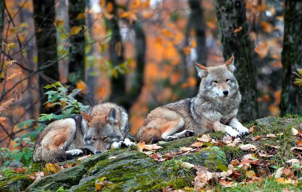 Forest, nature, Coyote