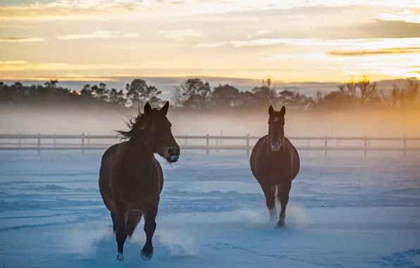 Picture field, snow, horses, morning