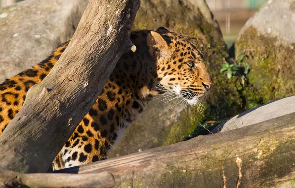 Cat, the sun, leopard, profile, log