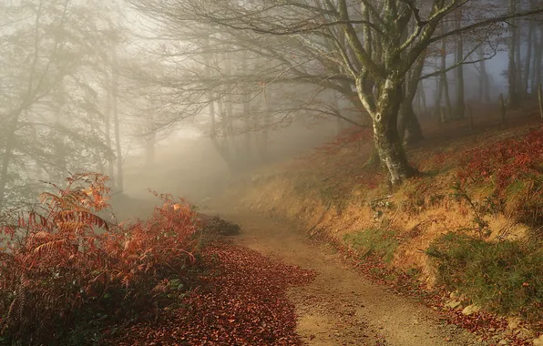 Road, autumn, forest