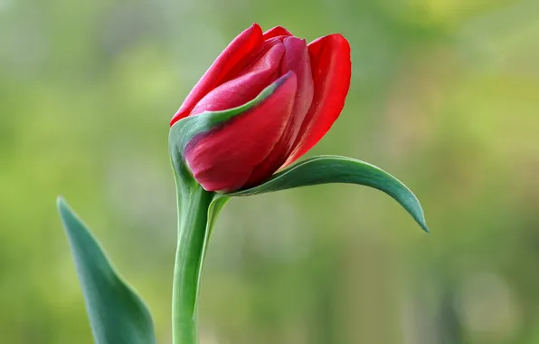 Picture leaves, Tulip, petals, stem