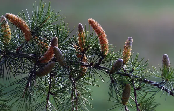 Needles, spruce, branch, needles, bumps, pine, coniferous