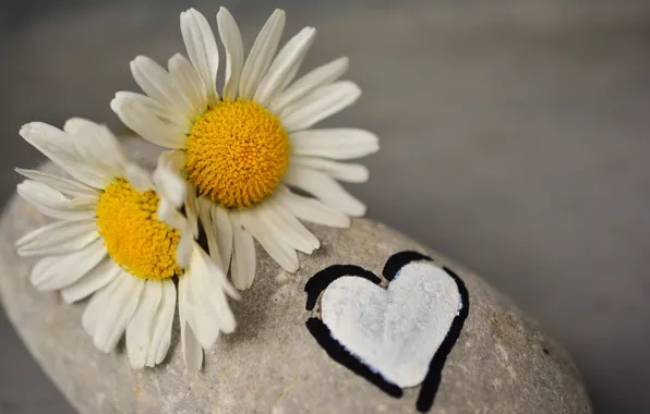 STONE, FLOWERS, HEART, MACRO, CHAMOMILE, LOVE, by congerdesign