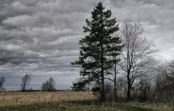 Clouds, overcast, Tree
