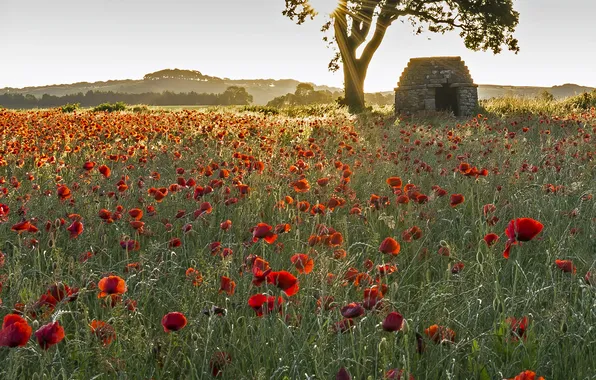 Field, summer, the sky, the sun, light, flowers, tree, Maki