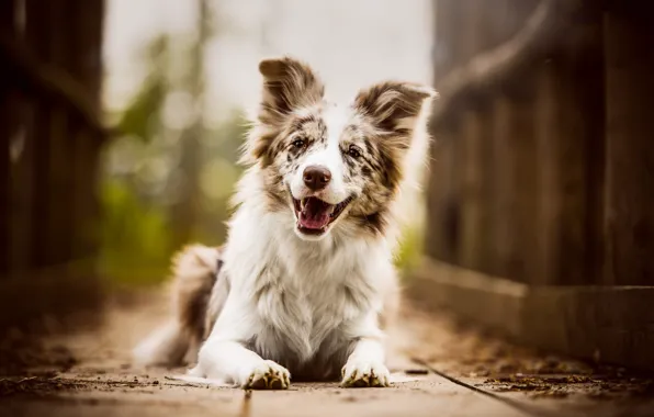 Language, look, face, joy, nature, pose, smile, background