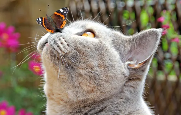 Cat, cat, close-up, butterfly, muzzle, bokeh