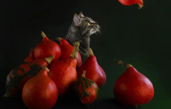 Autumn, cat, cat, look, flight, grey, treatment, pumpkin