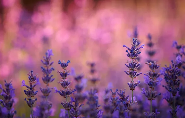 Picture field, nature, plant, meadow, lavender