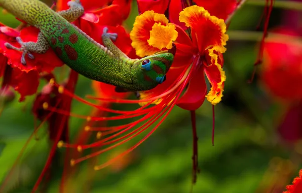 PETALS, FLOWERS, MACRO, LIZARD, STAMENS