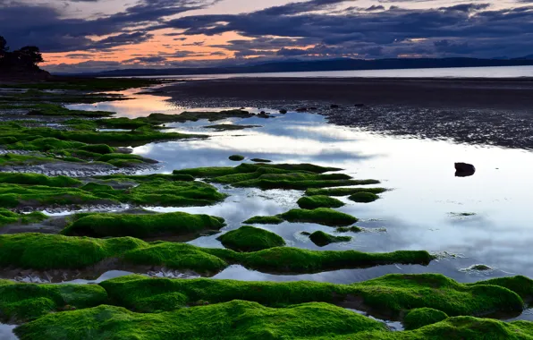 Picture sea, beach, algae, sunset