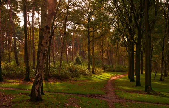 Autumn, grass, leaves, trees, Park, Netherlands, path, the bushes