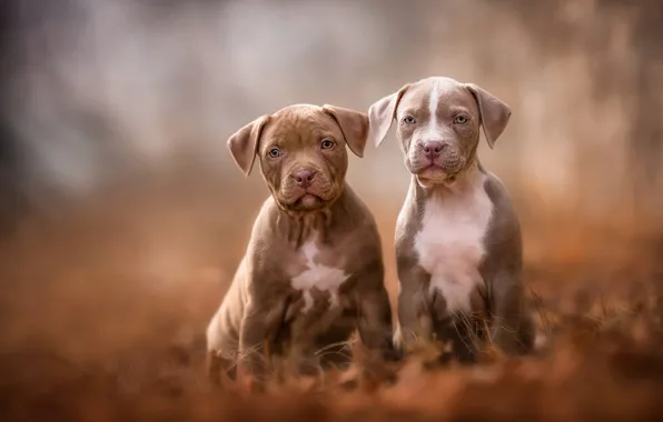 Autumn, dogs, look, leaves, nature, pose, Park, background