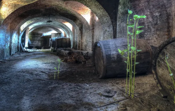 Background, cellar, barrels