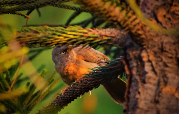 Trees, nature, bird, beak