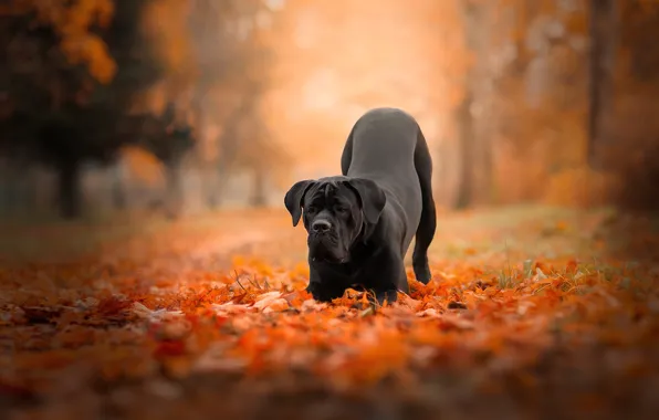 Picture autumn, forest, leaves, nature, pose, Park, foliage, dog