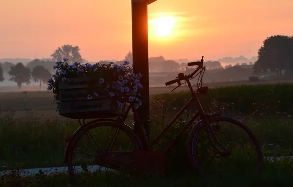 Field, the sky, the sun, sunset, flowers, bike, fog, dawn