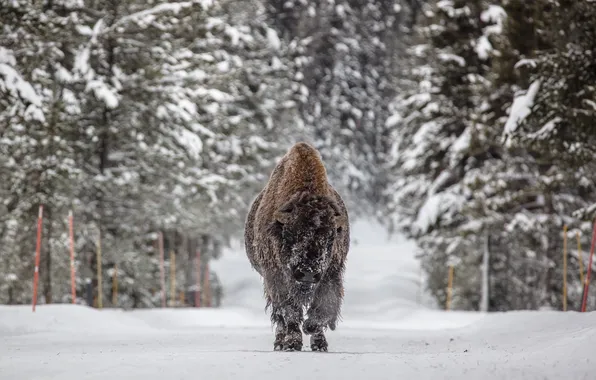 Picture winter, Wallpaper, animal, Bison, Wild ad furry