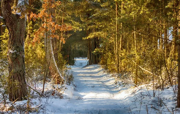 Winter, Trees, Snow, Forest, Trail, Winter, Snow, Forest