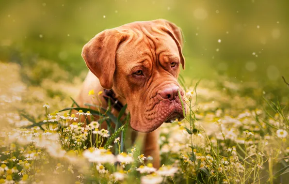 Grass, flowers, nature, animal, chamomile, dog, dog, dog