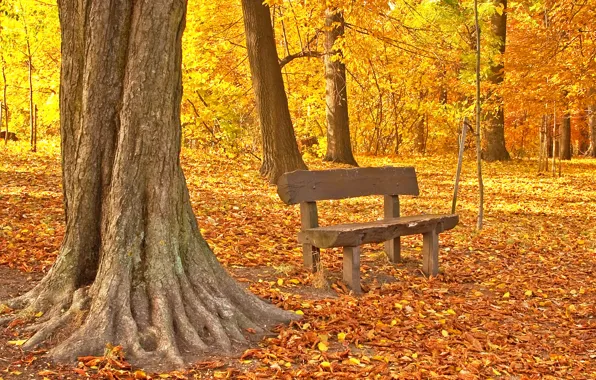 Autumn, leaves, park, autumn, leaves, tree, fall, maple