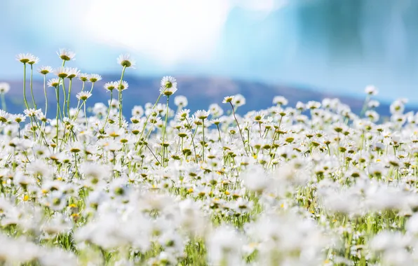 Picture macro, nature, chamomile, flowers. field