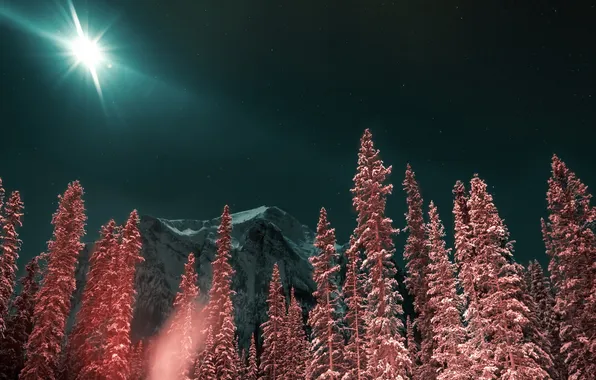 Trees, mountains, night